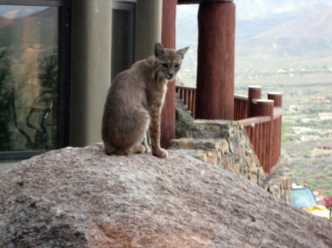 bobcat