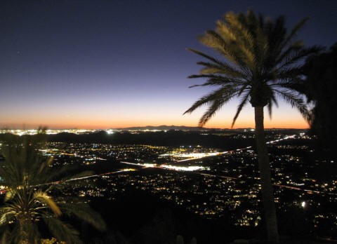 night shot of palms